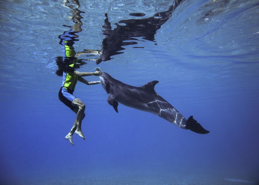 خلیج دلفین ها